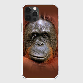 Чехол для iPhone 12 Pro Max с принтом Обезьяна в Тюмени, Силикон |  | Тематика изображения на принте: животные | о.м.с.к. | обезьяна | орангутанг