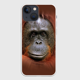 Чехол для iPhone 13 mini с принтом Обезьяна в Тюмени,  |  | Тематика изображения на принте: животные | о.м.с.к. | обезьяна | орангутанг