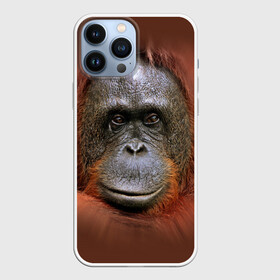 Чехол для iPhone 13 Pro Max с принтом Обезьяна в Тюмени,  |  | Тематика изображения на принте: животные | о.м.с.к. | обезьяна | орангутанг