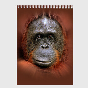 Скетчбук с принтом Обезьяна в Тюмени, 100% бумага
 | 48 листов, плотность листов — 100 г/м2, плотность картонной обложки — 250 г/м2. Листы скреплены сверху удобной пружинной спиралью | животные | о.м.с.к. | обезьяна | орангутанг