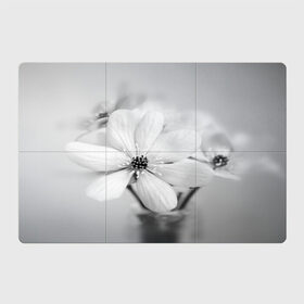 Магнитный плакат 3Х2 с принтом Белые цветочки 4 в Тюмени, Полимерный материал с магнитным слоем | 6 деталей размером 9*9 см | Тематика изображения на принте: белый | монгохромный | цветок | цветы