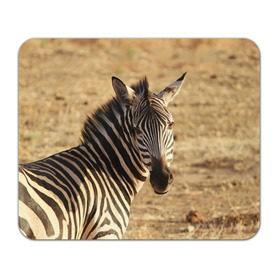 Коврик прямоугольный с принтом Зебра в Тюмени, натуральный каучук | размер 230 х 185 мм; запечатка лицевой стороны | Тематика изображения на принте: африка | голова животного | зебра | лошадь | природа