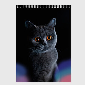 Скетчбук с принтом Британец 1 в Тюмени, 100% бумага
 | 48 листов, плотность листов — 100 г/м2, плотность картонной обложки — 250 г/м2. Листы скреплены сверху удобной пружинной спиралью | британец | британская | британцы | кот | котенок | котик | котэ | кошка