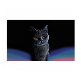 Бумага для упаковки 3D с принтом Британец 1 в Тюмени, пластик и полированная сталь | круглая форма, металлическое крепление в виде кольца | Тематика изображения на принте: британец | британская | британцы | кот | котенок | котик | котэ | кошка