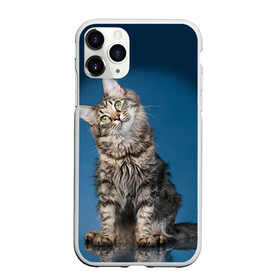 Чехол для iPhone 11 Pro матовый с принтом Мейн-кун 2 в Тюмени, Силикон |  | кот | котенок | котик | котэ | кошка | мейн кун | мейнкун | мэйн кун | мэйнкун
