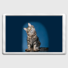 Магнит 45*70 с принтом Мейн-кун 2 в Тюмени, Пластик | Размер: 78*52 мм; Размер печати: 70*45 | кот | котенок | котик | котэ | кошка | мейн кун | мейнкун | мэйн кун | мэйнкун