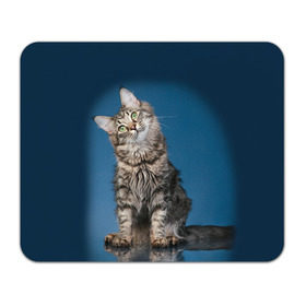 Коврик прямоугольный с принтом Мейн-кун 2 в Тюмени, натуральный каучук | размер 230 х 185 мм; запечатка лицевой стороны | Тематика изображения на принте: кот | котенок | котик | котэ | кошка | мейн кун | мейнкун | мэйн кун | мэйнкун