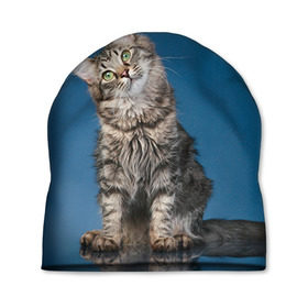 Шапка 3D с принтом Мейн-кун 2 в Тюмени, 100% полиэстер | универсальный размер, печать по всей поверхности изделия | кот | котенок | котик | котэ | кошка | мейн кун | мейнкун | мэйн кун | мэйнкун