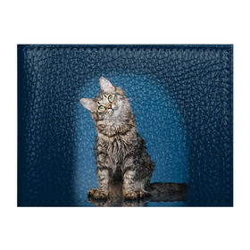 Обложка для студенческого билета с принтом Мейн-кун 2 в Тюмени, натуральная кожа | Размер: 11*8 см; Печать на всей внешней стороне | Тематика изображения на принте: кот | котенок | котик | котэ | кошка | мейн кун | мейнкун | мэйн кун | мэйнкун