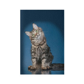 Обложка для паспорта матовая кожа с принтом Мейн-кун 2 в Тюмени, натуральная матовая кожа | размер 19,3 х 13,7 см; прозрачные пластиковые крепления | кот | котенок | котик | котэ | кошка | мейн кун | мейнкун | мэйн кун | мэйнкун
