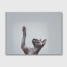 Альбом для рисования с принтом Сфинкс 3 в Тюмени, 100% бумага
 | матовая бумага, плотность 200 мг. | Тематика изображения на принте: кот | котенок | котик | котэ | кошка | сфинкс