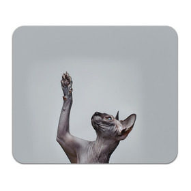Коврик прямоугольный с принтом Сфинкс 3 в Тюмени, натуральный каучук | размер 230 х 185 мм; запечатка лицевой стороны | Тематика изображения на принте: кот | котенок | котик | котэ | кошка | сфинкс