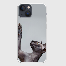 Чехол для iPhone 13 mini с принтом Сфинкс 3 в Тюмени,  |  | Тематика изображения на принте: кот | котенок | котик | котэ | кошка | сфинкс