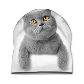 Шапка 3D с принтом Британец 2 в Тюмени, 100% полиэстер | универсальный размер, печать по всей поверхности изделия | Тематика изображения на принте: британец | британская | британцы | кот | котенок | котик | котэ | кошка