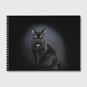 Альбом для рисования с принтом Мейн-кун 3 в Тюмени, 100% бумага
 | матовая бумага, плотность 200 мг. | Тематика изображения на принте: кот | котенок | котик | котэ | кошка | мейн кун | мейнкун | мэйн кун | мэйнкун