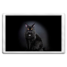 Магнит 45*70 с принтом Мейн-кун 3 в Тюмени, Пластик | Размер: 78*52 мм; Размер печати: 70*45 | кот | котенок | котик | котэ | кошка | мейн кун | мейнкун | мэйн кун | мэйнкун