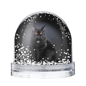 Снежный шар с принтом Мейн-кун 3 в Тюмени, Пластик | Изображение внутри шара печатается на глянцевой фотобумаге с двух сторон | кот | котенок | котик | котэ | кошка | мейн кун | мейнкун | мэйн кун | мэйнкун