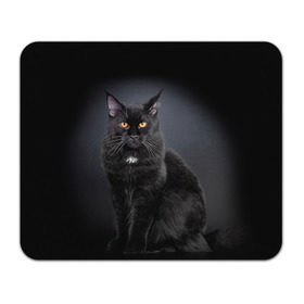 Коврик прямоугольный с принтом Мейн-кун 3 в Тюмени, натуральный каучук | размер 230 х 185 мм; запечатка лицевой стороны | Тематика изображения на принте: кот | котенок | котик | котэ | кошка | мейн кун | мейнкун | мэйн кун | мэйнкун
