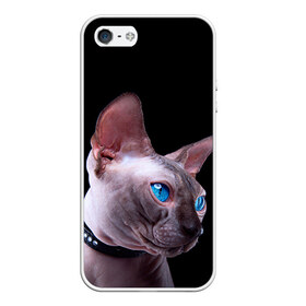 Чехол для iPhone 5/5S матовый с принтом Сфинкс 6 в Тюмени, Силикон | Область печати: задняя сторона чехла, без боковых панелей | Тематика изображения на принте: кот | котенок | котик | котэ | кошка | сфинкс