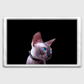 Магнит 45*70 с принтом Сфинкс 6 в Тюмени, Пластик | Размер: 78*52 мм; Размер печати: 70*45 | кот | котенок | котик | котэ | кошка | сфинкс