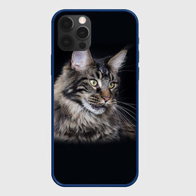 Чехол для iPhone 12 Pro с принтом Мейн-кун 5 в Тюмени, силикон | область печати: задняя сторона чехла, без боковых панелей | кот | котенок | котик | котэ | кошка | мейн кун | мейнкун | мэйн кун | мэйнкун