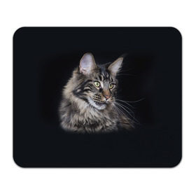 Коврик прямоугольный с принтом Мейн-кун 5 в Тюмени, натуральный каучук | размер 230 х 185 мм; запечатка лицевой стороны | Тематика изображения на принте: кот | котенок | котик | котэ | кошка | мейн кун | мейнкун | мэйн кун | мэйнкун