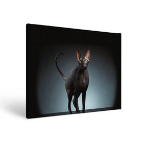 Холст прямоугольный с принтом Сфинкс 7 в Тюмени, 100% ПВХ |  | Тематика изображения на принте: кот | котенок | котик | котэ | кошка | сфинкс