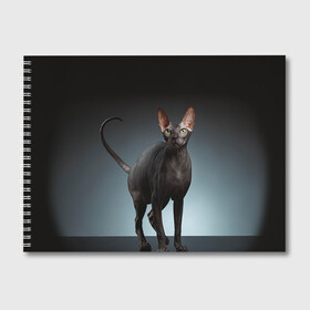Альбом для рисования с принтом Сфинкс 7 в Тюмени, 100% бумага
 | матовая бумага, плотность 200 мг. | Тематика изображения на принте: кот | котенок | котик | котэ | кошка | сфинкс