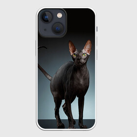 Чехол для iPhone 13 mini с принтом Сфинкс 7 в Тюмени,  |  | Тематика изображения на принте: кот | котенок | котик | котэ | кошка | сфинкс