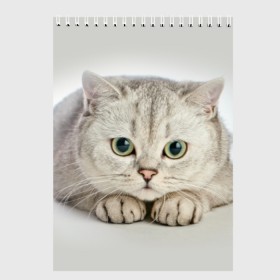 Скетчбук с принтом Британец 6 в Тюмени, 100% бумага
 | 48 листов, плотность листов — 100 г/м2, плотность картонной обложки — 250 г/м2. Листы скреплены сверху удобной пружинной спиралью | Тематика изображения на принте: британец | британская | британцы | кот | котенок | котик | котэ | кошка