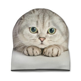 Шапка 3D с принтом Британец 6 в Тюмени, 100% полиэстер | универсальный размер, печать по всей поверхности изделия | Тематика изображения на принте: британец | британская | британцы | кот | котенок | котик | котэ | кошка