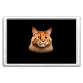 Магнит 45*70 с принтом Мейн-кун 6 в Тюмени, Пластик | Размер: 78*52 мм; Размер печати: 70*45 | кот | котенок | котик | котэ | кошка | мейн кун | мейнкун | мэйн кун | мэйнкун