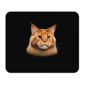 Коврик прямоугольный с принтом Мейн-кун 6 в Тюмени, натуральный каучук | размер 230 х 185 мм; запечатка лицевой стороны | Тематика изображения на принте: кот | котенок | котик | котэ | кошка | мейн кун | мейнкун | мэйн кун | мэйнкун
