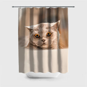 Штора 3D для ванной с принтом Британец 7 в Тюмени, 100% полиэстер | плотность материала — 100 г/м2. Стандартный размер — 146 см х 180 см. По верхнему краю — пластиковые люверсы для креплений. В комплекте 10 пластиковых колец | британец | британская | британцы | кот | котенок | котик | котэ | кошка