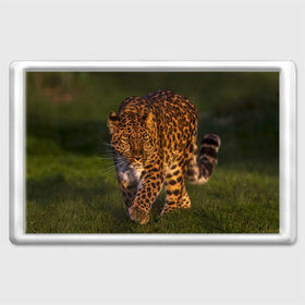 Магнит 45*70 с принтом Дальневосточный леопард в Тюмени, Пластик | Размер: 78*52 мм; Размер печати: 70*45 | дикая кошка | леопард | природа | хищник