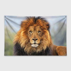 Флаг-баннер с принтом Красавец лев в Тюмени, 100% полиэстер | размер 67 х 109 см, плотность ткани — 95 г/м2; по краям флага есть четыре люверса для крепления | lion | грива | дикая кошка | добыча | животное | зверь | клыки | когти | король джунглей | лев | мясо | хищник | царь зверей