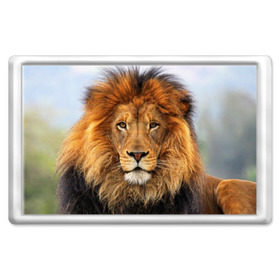 Магнит 45*70 с принтом Красавец лев в Тюмени, Пластик | Размер: 78*52 мм; Размер печати: 70*45 | Тематика изображения на принте: lion | грива | дикая кошка | добыча | животное | зверь | клыки | когти | король джунглей | лев | мясо | хищник | царь зверей