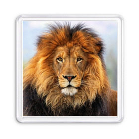 Магнит 55*55 с принтом Красавец лев в Тюмени, Пластик | Размер: 65*65 мм; Размер печати: 55*55 мм | Тематика изображения на принте: lion | грива | дикая кошка | добыча | животное | зверь | клыки | когти | король джунглей | лев | мясо | хищник | царь зверей