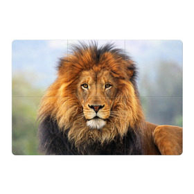 Магнитный плакат 3Х2 с принтом Красавец лев в Тюмени, Полимерный материал с магнитным слоем | 6 деталей размером 9*9 см | Тематика изображения на принте: lion | грива | дикая кошка | добыча | животное | зверь | клыки | когти | король джунглей | лев | мясо | хищник | царь зверей