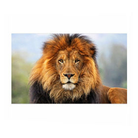 Бумага для упаковки 3D с принтом Красавец лев в Тюмени, пластик и полированная сталь | круглая форма, металлическое крепление в виде кольца | Тематика изображения на принте: lion | грива | дикая кошка | добыча | животное | зверь | клыки | когти | король джунглей | лев | мясо | хищник | царь зверей