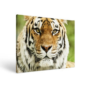 Холст прямоугольный с принтом Амурский тигр в Тюмени, 100% ПВХ |  | Тематика изображения на принте: амурский | дикая кошка | добыча | животное | зверь | клыки | когти | мясо | тигр | уссурийский | хищник