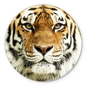 Коврик круглый с принтом Амурский тигр в Тюмени, резина и полиэстер | круглая форма, изображение наносится на всю лицевую часть | амурский | дикая кошка | добыча | животное | зверь | клыки | когти | мясо | тигр | уссурийский | хищник