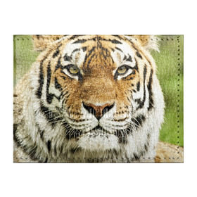 Обложка для студенческого билета с принтом Амурский тигр в Тюмени, натуральная кожа | Размер: 11*8 см; Печать на всей внешней стороне | амурский | дикая кошка | добыча | животное | зверь | клыки | когти | мясо | тигр | уссурийский | хищник