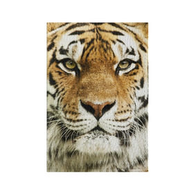 Обложка для паспорта матовая кожа с принтом Амурский тигр в Тюмени, натуральная матовая кожа | размер 19,3 х 13,7 см; прозрачные пластиковые крепления | Тематика изображения на принте: амурский | дикая кошка | добыча | животное | зверь | клыки | когти | мясо | тигр | уссурийский | хищник
