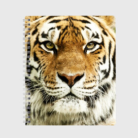 Тетрадь с принтом Амурский тигр в Тюмени, 100% бумага | 48 листов, плотность листов — 60 г/м2, плотность картонной обложки — 250 г/м2. Листы скреплены сбоку удобной пружинной спиралью. Уголки страниц и обложки скругленные. Цвет линий — светло-серый
 | Тематика изображения на принте: амурский | дикая кошка | добыча | животное | зверь | клыки | когти | мясо | тигр | уссурийский | хищник