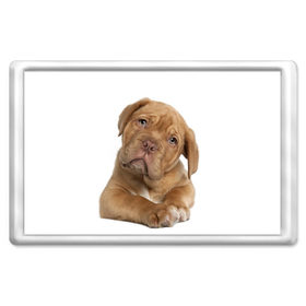 Магнит 45*70 с принтом Грустный щенок в Тюмени, Пластик | Размер: 78*52 мм; Размер печати: 70*45 | животное | лучший друг | милаха | няша | собака | собачка | щенок | щеночек