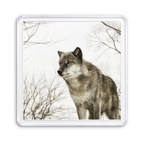 Магнит 55*55 с принтом Волк во весь рост в Тюмени, Пластик | Размер: 65*65 мм; Размер печати: 55*55 мм | волк | хищник