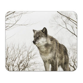 Коврик прямоугольный с принтом Волк во весь рост в Тюмени, натуральный каучук | размер 230 х 185 мм; запечатка лицевой стороны | волк | хищник