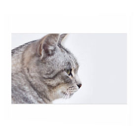 Бумага для упаковки 3D с принтом Серый кот в Тюмени, пластик и полированная сталь | круглая форма, металлическое крепление в виде кольца | взгляд | глаза | голова животного | киска | кот | котёнок | кошка | прикольные картинки