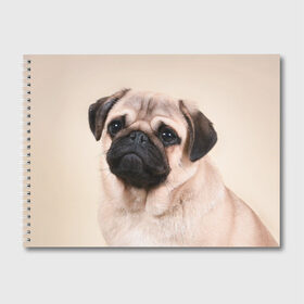 Альбом для рисования с принтом Мопс в Тюмени, 100% бумага
 | матовая бумага, плотность 200 мг. | мопс | мопсы | песик | песики | собака | собаки